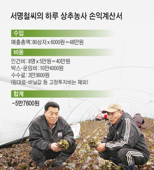 [현장]전북 완주 최대 하우스 잎채소 재배단지 가보니
