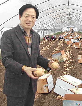 계화농협, 하우스감자 본격 출하