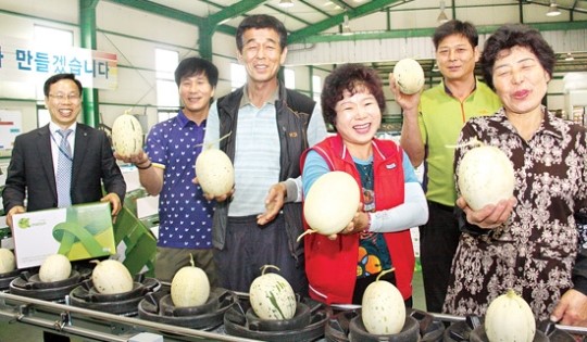 함안 가야농협 ‘가야백자멜론’ 명품화 박차