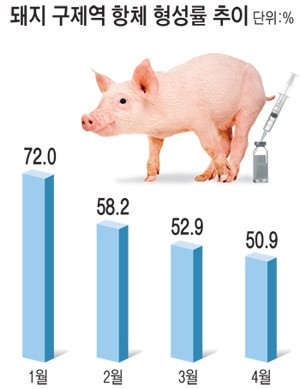 돼지 구제역 항체 형성률 ‘뚝’…50% 밑돌듯