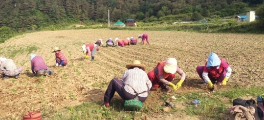 울진군 ‘농촌인력지원단’ 운영 호평