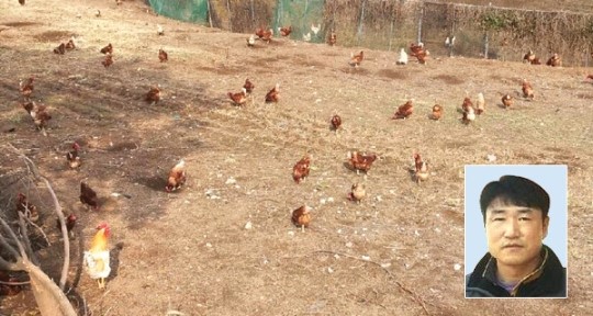 [기획]FTA 시대…축산 비결 대공개⑵산란계농가 손성운씨<경기 여주>