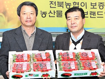 삼례농협 “겨울철 ‘한판 딸기’ 맛보세요”