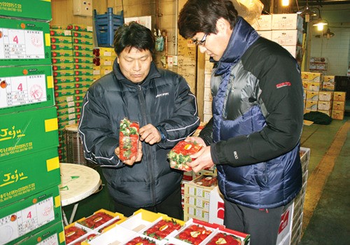 내년 봄 토마토·딸기 과잉생산 ‘걱정’