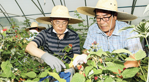 ‘메르스’ 피해지역 순창서 농산물 수확 일손돕기