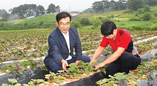 김제조공법인, 무병고구마 100만평 단지 조성
