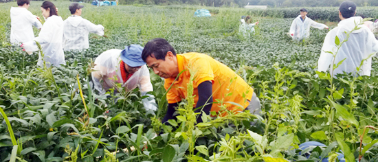 농협 신용보증업무부, 파주 통일촌서 일손돕기