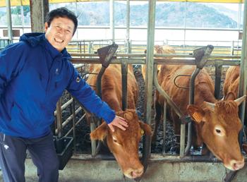 강원축산연구소,한우 우수혈통 암소종축 분양