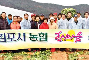 이웃사랑 김장나눔 ‘훈훈’…김포시 농협 임직원, 배추 수확부터 함께