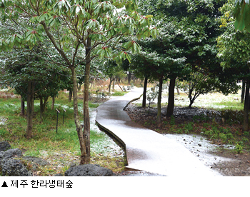[겨울 여행]사시사철 푸른 숲 4선