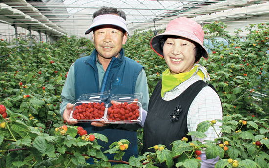 “전국 첫 출하 ‘시설 산딸기’ 맛보세요”
