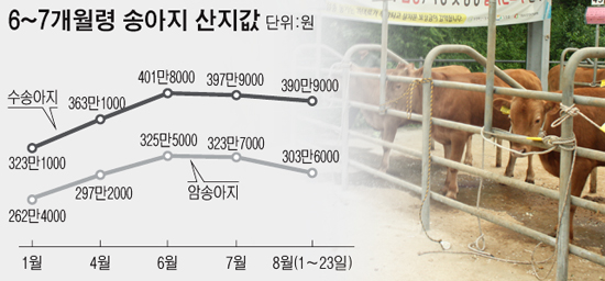 한우값 떨어질라…송아지값 2달째 하락