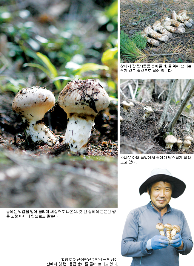 솔잎아래 ‘송이송이’ 생으로 찢어 먹는 자연의 맛, 그 향