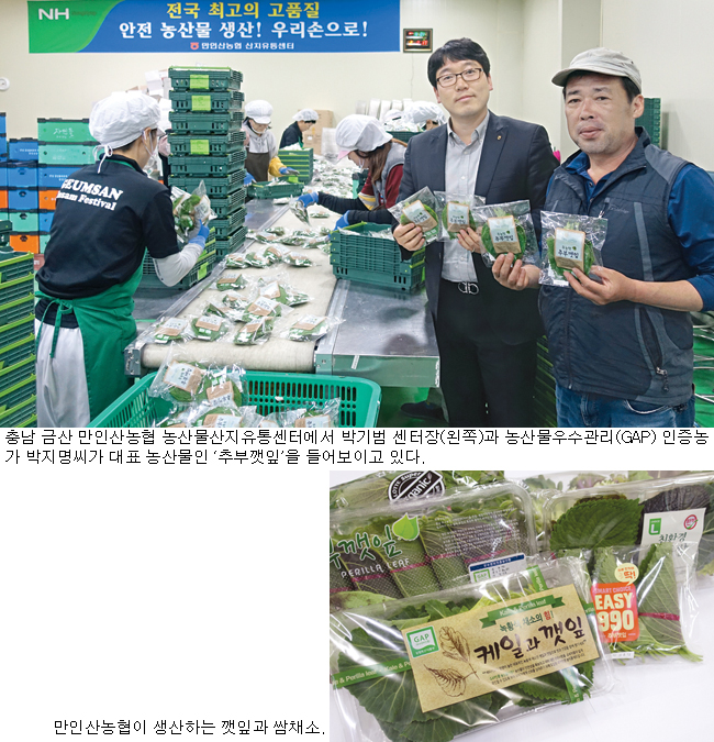 [탐방]‘추부깻잎’ 명성 선도하는 충남 금산 만인산농협 APC
