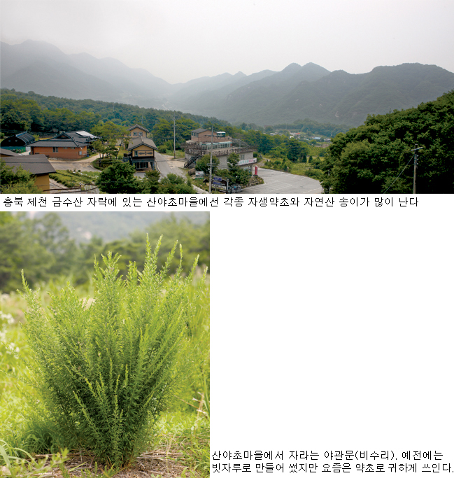 [느릿느릿 마을여행]충북 제천 산야초마을