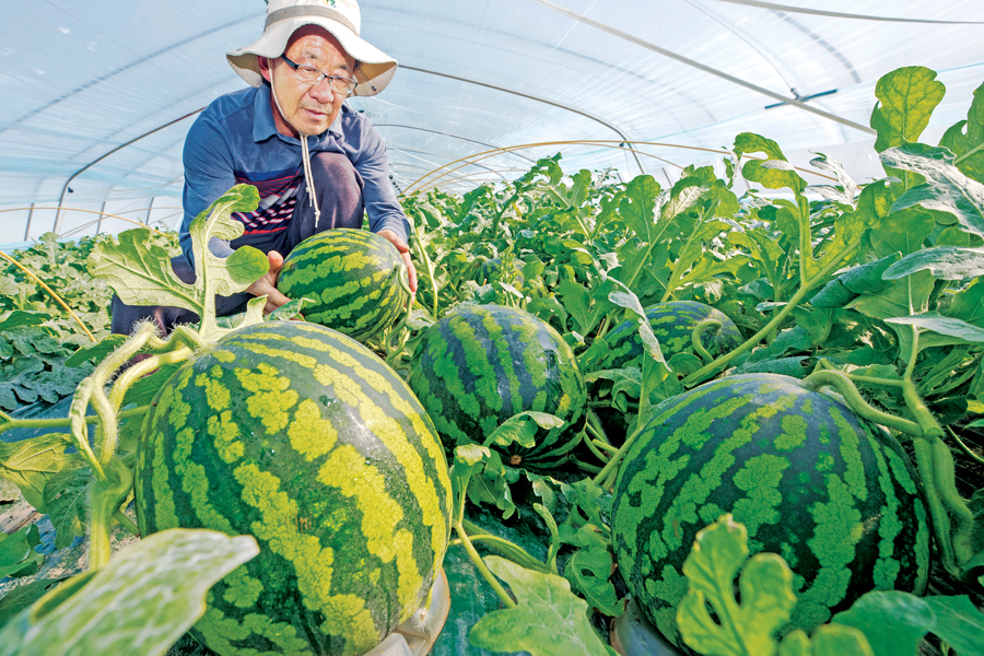 “한겨울, 수박 수확온도는 1000℃”