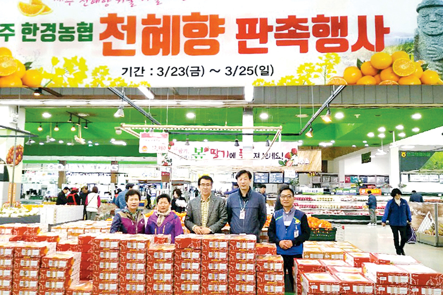 “맛있는 제주산 만감류 많이 드세요”