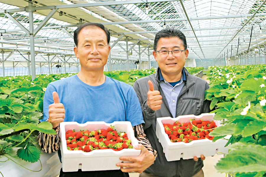 “무주반딧불 여름딸기, 수도권 대형마트서 만나요”