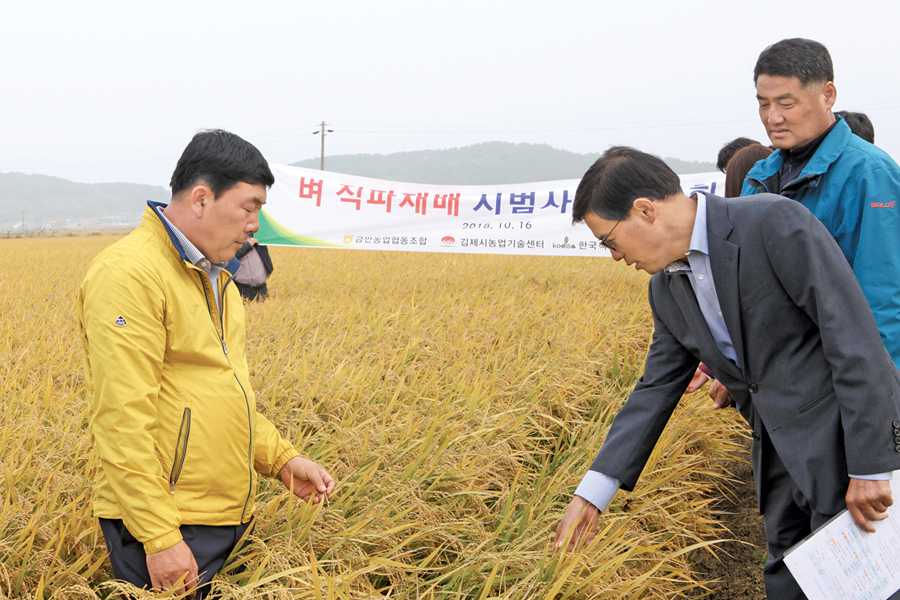 이모작 직파 벼도 작황 좋아
