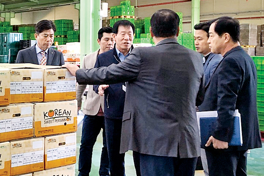 ‘진영단감’ 싱가포르 수출길 올라