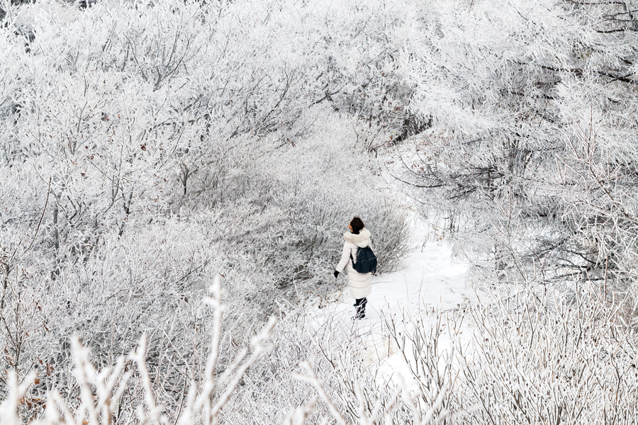 [설 여행] 雪을 맞다, ‘지리산 남원 바래봉 눈꽃축제’