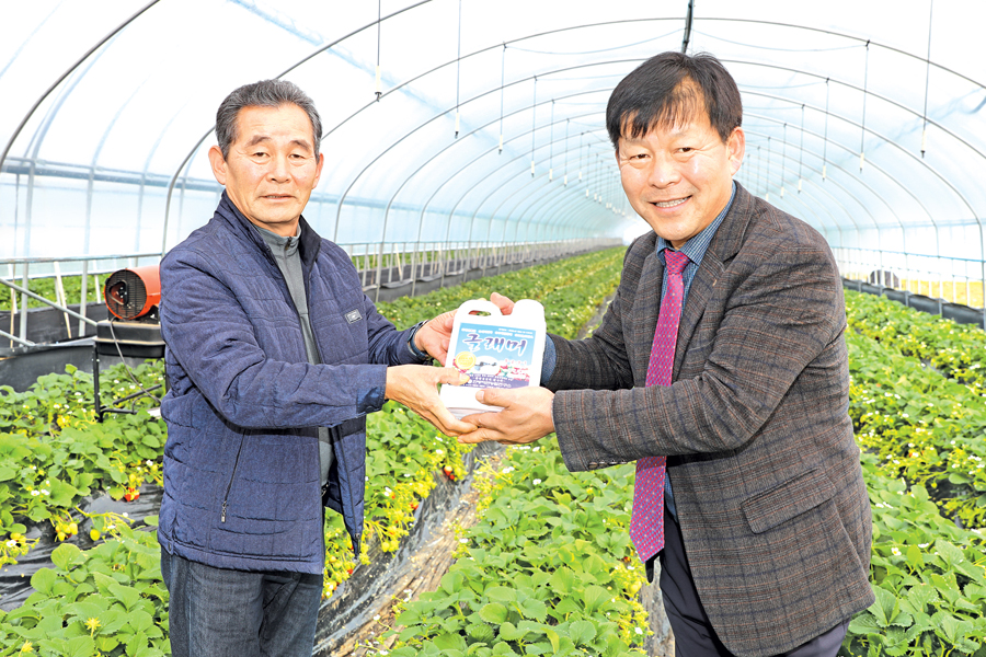 삼례농협, 딸기농가 실익제고 앞장
