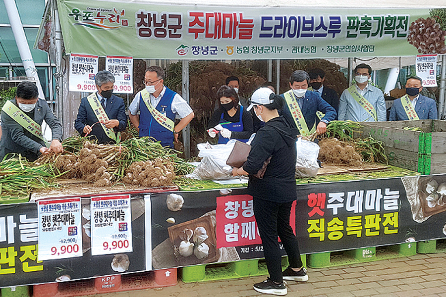 창녕 마늘 ‘드라이브 스루’ 판매