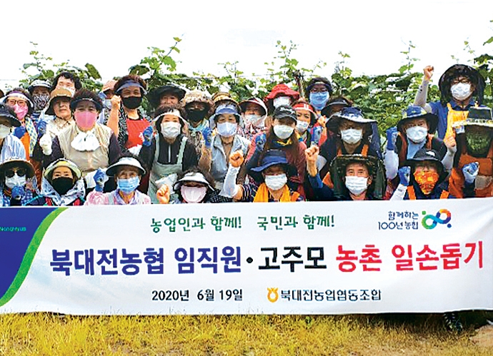 대전 북대전농협, 포도 봉지 씌우기 구슬땀