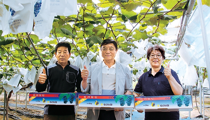 여름의 맛…‘송산포도’ 첫 출하