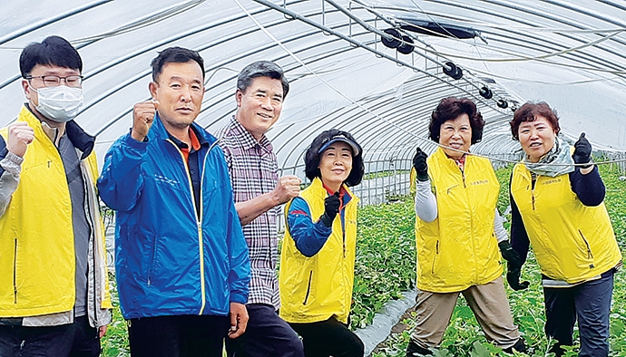 경북 칠곡 왜관농협, 참외 수확작업 돕기 구슬땀
