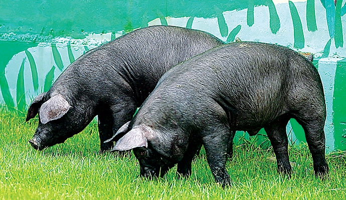 농진청 ‘우리흑돈’ 종돈 400마리 전국 보급