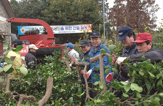 주말, 제주는 감귤 간벌 총력전!
