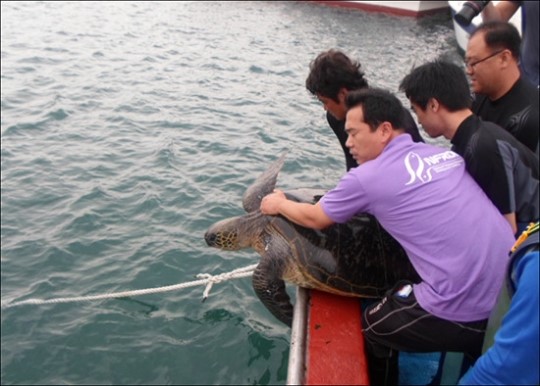길이 120cm 푸른바다거북이 사체 제주해변서 발견