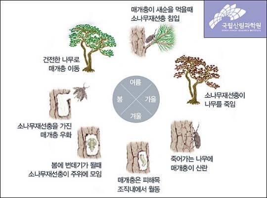 ‘빗나간 예측’ 무턱대고 소나무만 잘라낸 결과가…
