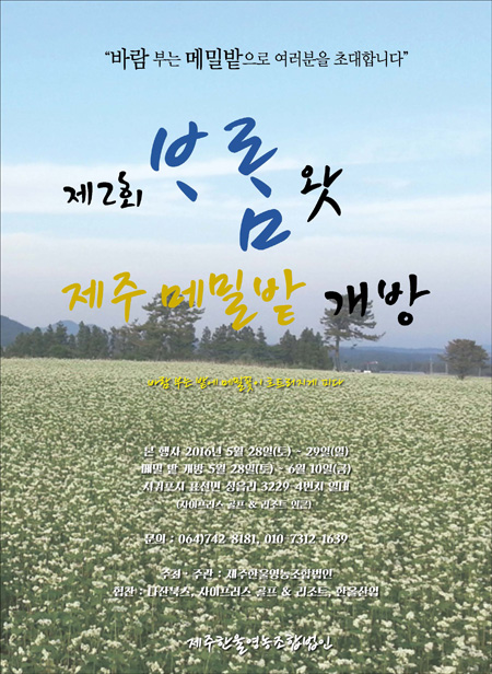 마음까지 포근하게...메밀밭으로 가자