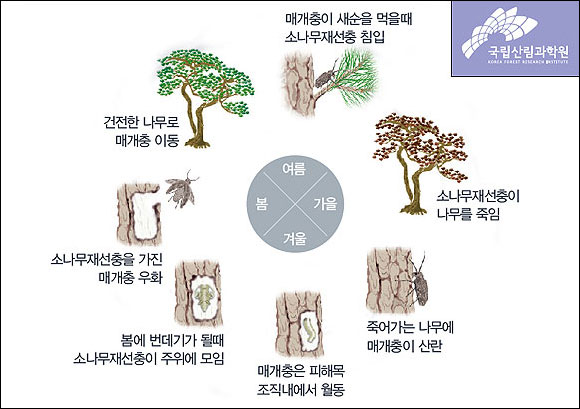 재선충 방제 불길은 잡았다고? 문제는 올여름 기록적인 폭염