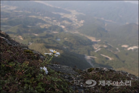 가을 한라산엔 순결한 한라구절초가 단풍만큼 빛난다