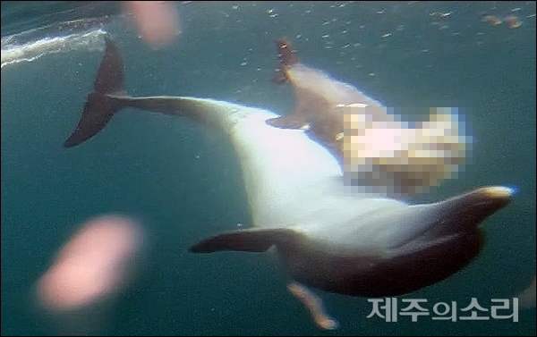 제주서 죽은 새끼 업고 다니는 어미 남방큰돌고래 뭉클