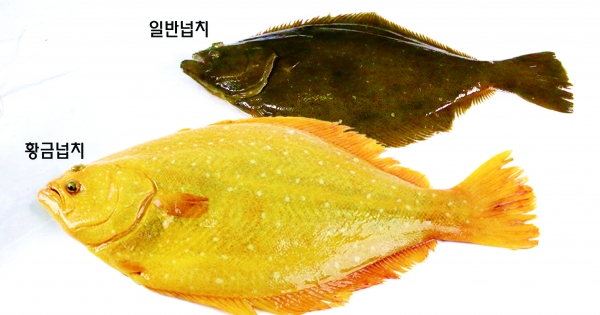 제주 어류 육종연구소 해연 해양수산과학기술 대상 영예