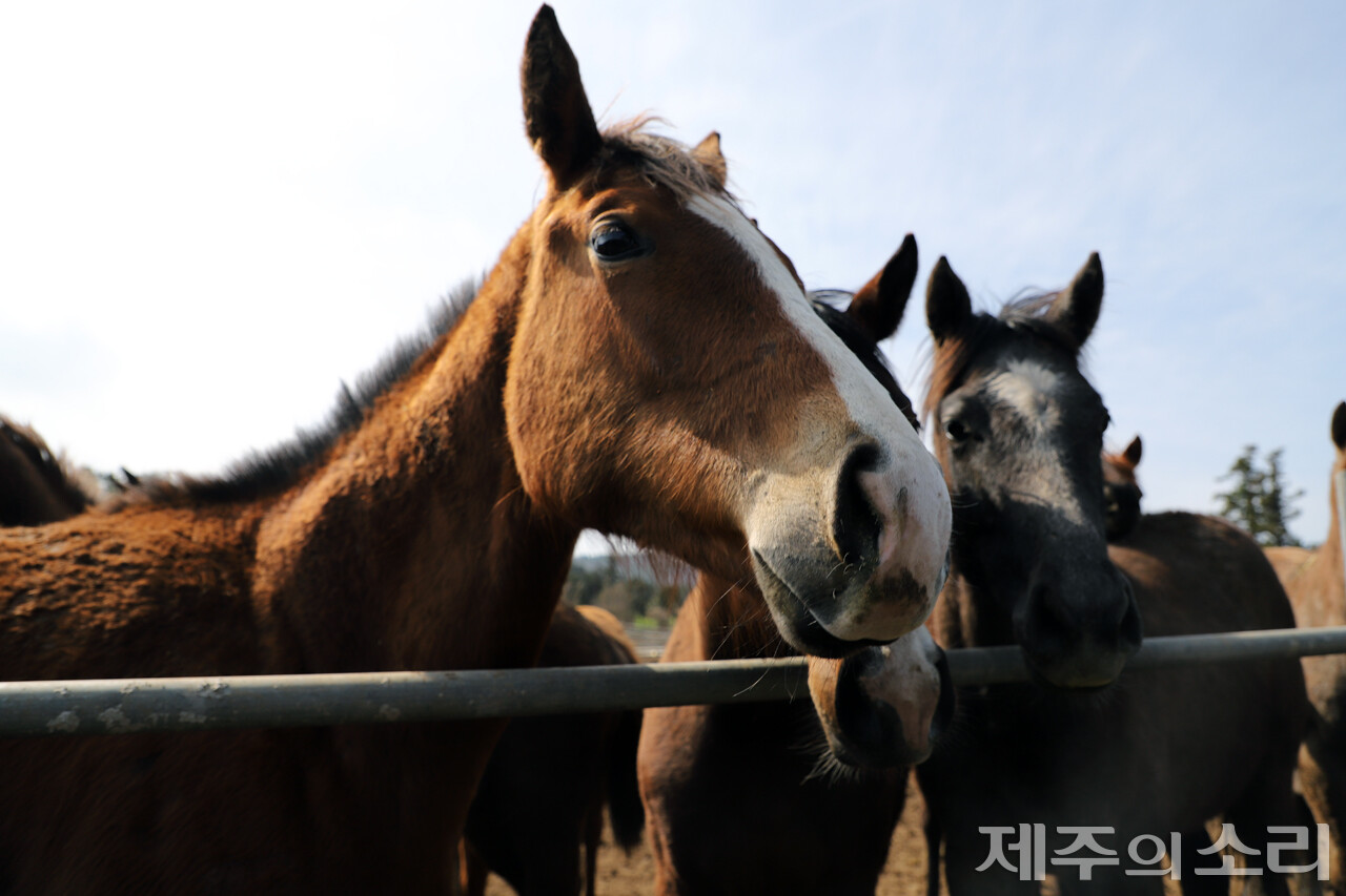 축산환경 변화에 기능 잃는 마을목장…각종 규제까지 이중 삼중고