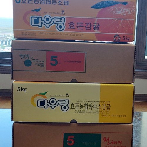효돈감귤을 제주도에선 젤 알아줍니다