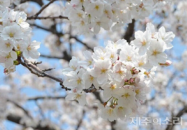봄의 전령 봄꽃…3월 중순부터 제주서 개화 시작