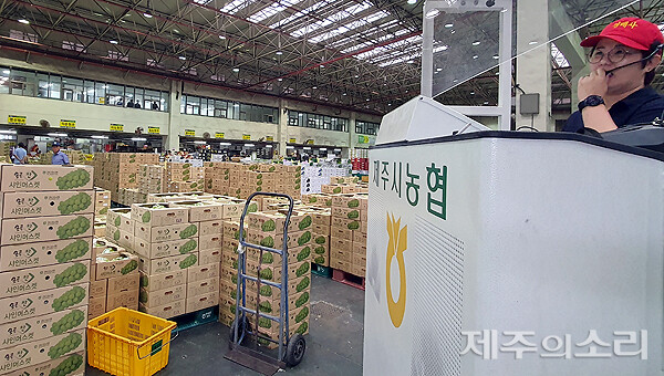 제주 공판장 장악한 샤인머스캣 사과값 폭등에 차례상 고민