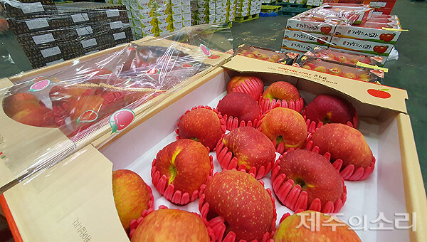 제주 공판장 장악한 샤인머스캣 사과값 폭등에 차례상 고민