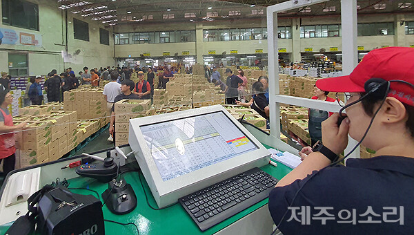 제주 공판장 장악한 샤인머스캣 사과값 폭등에 차례상 고민