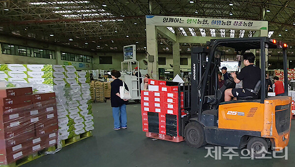 제주 공판장 장악한 샤인머스캣 사과값 폭등에 차례상 고민
