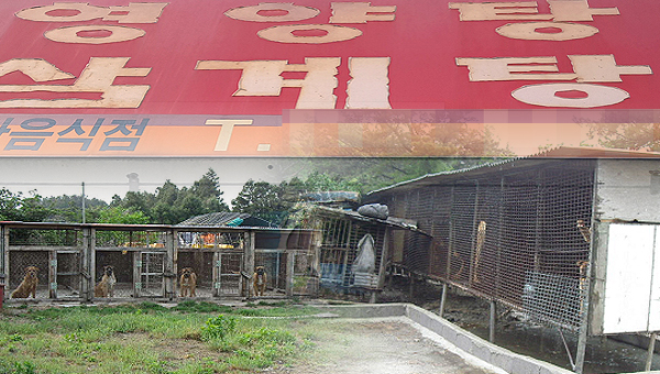 제주 개 식용 금지 보신탕·영양탕 식당 46곳 폐업 수순