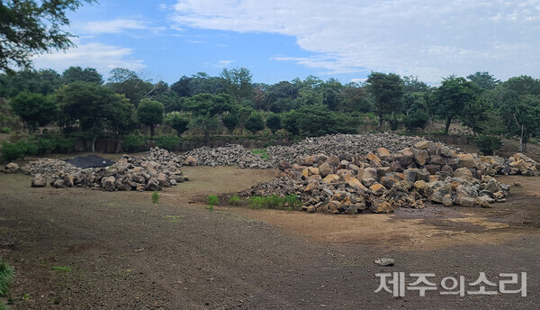 임야 약 1만평 불법 훼손 제주 모 테마파크 불구속 기소