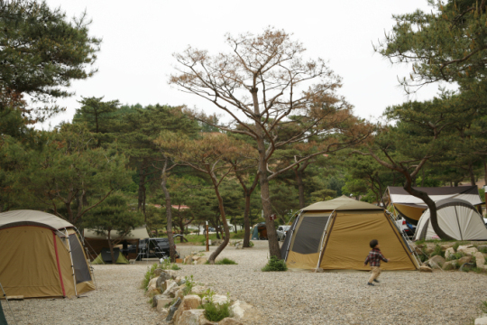 <6월추천여행④>숲을 병풍 삼아 소나무 아래 하룻밤, 양평 솔뜰 캠핑장
