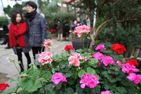포천 허브아일랜드, 봄 향기의 유혹 ‘제라늄 축제’